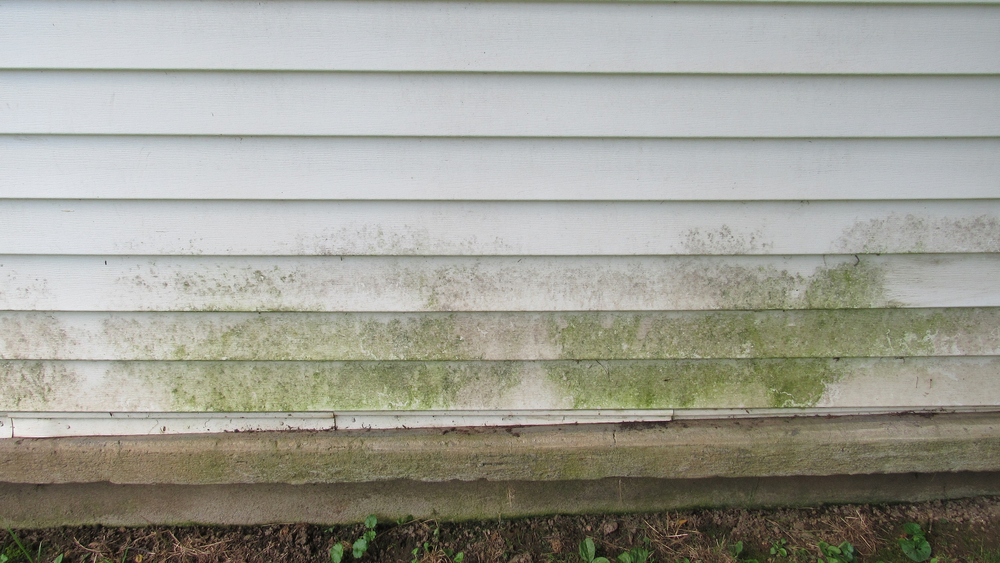 Easy Ways to Prevent Mold From Forming on Your Siding